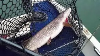 Northern Pike, Small Boat Harbor 🇺🇸
