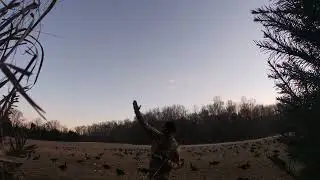 Eastern Shore Maryland Goose Hunting 2026