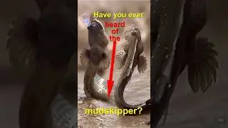 Have you ever heard of the mudskipper? Walk on Land #dramaticmoment