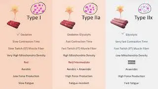 Muscle Fiber Types