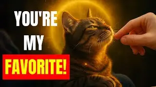 how cats CHOOSE their favorite person &ndash; the spiritual meaning will AMAZE you