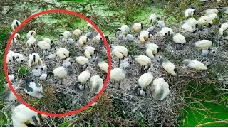 236-Mother Bird Feeds and Guards Baby While Other Birds Help#nest #babyanimals