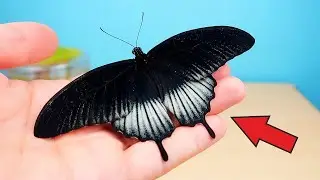 ¡DOS MARIPOSAS NEGRAS han NACIDO en mi MARIPOSARIUM!