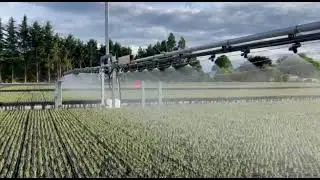 BCC Holding Area Boom at Leithfield NZ