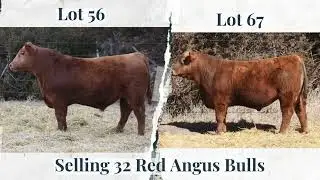 West Fork Ranch | 3.26.2022 - Loup City, NE