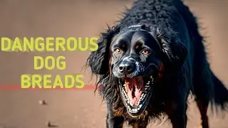 Most Controversial Dog Breeds: Are They Really Dangerous