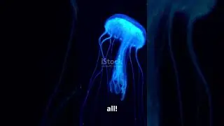 Captain&rsquo;s Chilling Encounter with Strange Sea Creatures!