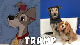 Lady and the Tramp in Real Life All Characters