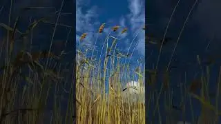 Hawayein Instrumental Version Nature Status #natureshorts #music #foryou #flutemusic #shorts #short