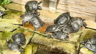 Turtles Of Allan Gardens