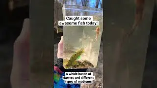 Catching CRAZY COLORFUL Indiana darters 🔥 #darters #darterfish #microfishing