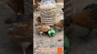 Genius DIY Chicken Feeder Using Recycled Bottles! 🔧🐓