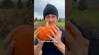 CULTIVER LA COURGE 🎃 #jardin #agriculture #potagerpermaculture