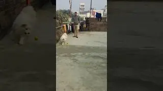 #maggi hamen nahin diya Bal papa ko de raha hai Le jakar ke 🐕😃