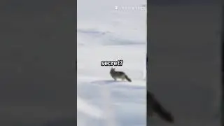 The insect that can survive being frozen solid | #facts #shorts