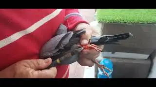 Como Anillar Palomas Adultas