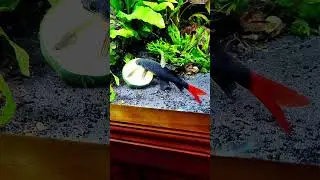 SHARK ATTACKS it's FOOD #amazingaquarium #fish #fishtank #fishaquarium #aquarium #exoticaquariumfish