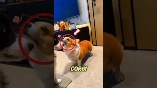 Corgi vs. Border Collie: Who Wins the Treat Challenge?