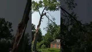 Storm tree split in two, removal