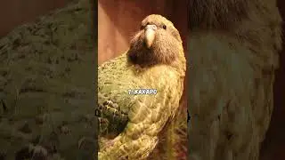 Be Amazed With This Unique Birds
