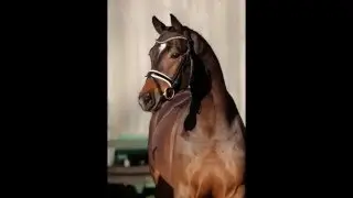 2012 Gelding by Lissaro