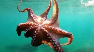 the Octopus reigns supreme with its unmatched ability to blend seamlessly into its surroundings..