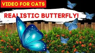 Cat Games for Cats only Butterfly - Cat Catch Butterfly | [REALISTIC Butterfly Game Cats] | TV BINI