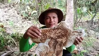 Namuhag kami Ng laywan or honey bee sa niyogan ni inay Dami pulot
