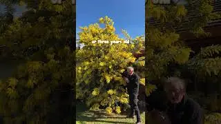 An Explosion of Gold Colour in Your Garden with the Cootamundra Wattle!✨