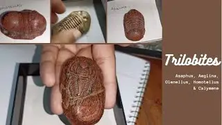 Trilobites | Genera - Homotellas, Asaphus, Aeglina, Olenellus ,Calymene | Invertebrate Paleontology