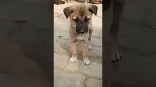 #short cute small dog video #short#video # lovely dogs #short#video # bad me#❤️❤️🥰🐕🐕