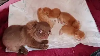 Котята Карамельки, находятся под надежной защитой 🤣Усатый нянь- Арни