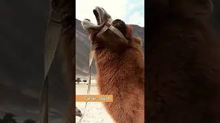 Camel Sounds #shorts