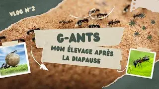 Mon &eacute;levage de fourmis apr&egrave;s la diapause !