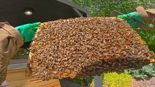 Przegląd rodzin po ochłodzeniu. Ocena linii Anatolica, Meda i Hinderhofen AGT. Są różnice.