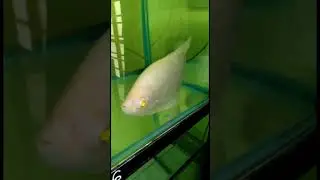 Gaint gourami # new fish add my tank #aquarium #aquatics