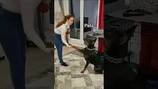 ESTOS SON LOS COMANDOS MAS IMPORTANTES QUE LE DEBES ENSE&Ntilde;AR A TU PERRO