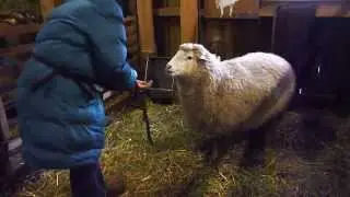 Denise Bekanntschaft mit dem Halfter