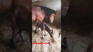 Protecting the baby by mother #Mother_love #Horse #Foal #Intelligence #Motherhood #horseriding