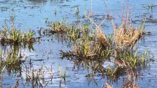 Hendersoni Short-billed Dowitcher IP Res 5-12-12.MOV