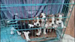 Beagle puppy male female available 7489974364
