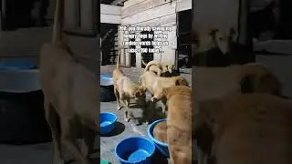 PLEASE SHARE THIS VIDEO #help #shelter #dog #needhelp #viral #views #fyp #lucy #foryou
