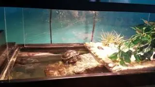 The BEST Turtle Topper Basking Dock!!