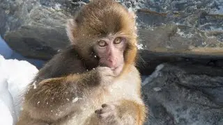 Fascinating Insights into Japanese Macaque Monkeys - Behaviors, Habitat, and Social Life