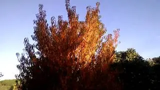 wild peach