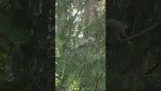 Похотливые белки