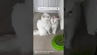 happily married couple💍😺 #cat #marriedlife #marriage #funnyvideo #turkishangora #maşaallah