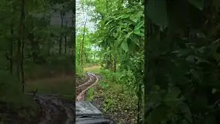 #mpforest