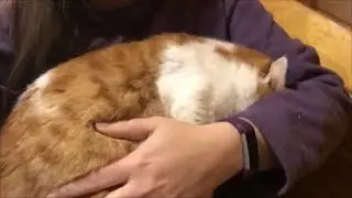 Other Buster 2 Update - Cat Chat with Heidi Episode 22