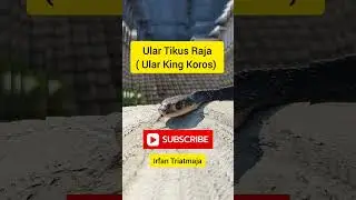 Mengenal Ular Koros, Ular Kebun Si Pemangsa Tikus #ularkoros #ular #ularberbahaya